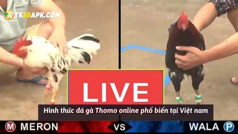 Hình thức đá gà Thomo online phổ biến tại Việt nam