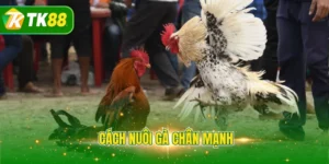 Cách nuôi gà chân mạnh